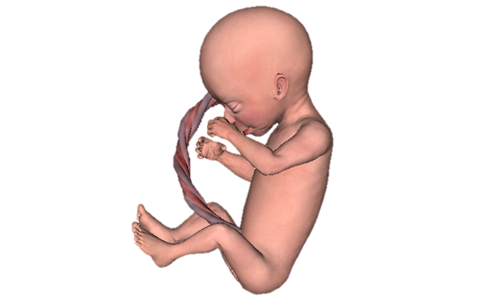 Baby In Womb PNG - 161988