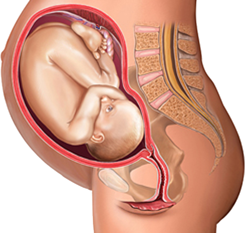 Baby In Womb PNG - 161982