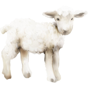 white little sheep PNG image