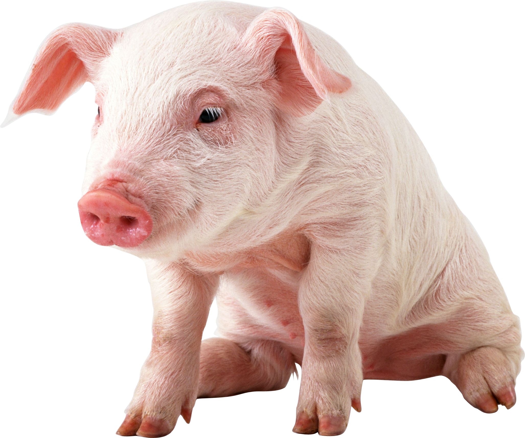 Baby Pig PNG HD