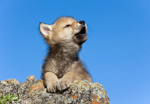 Baby Wolf PNG - 162532