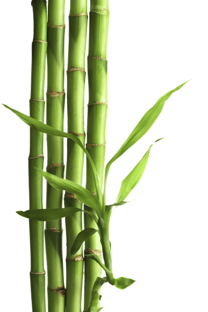 Bamboo PNG HD - 128783