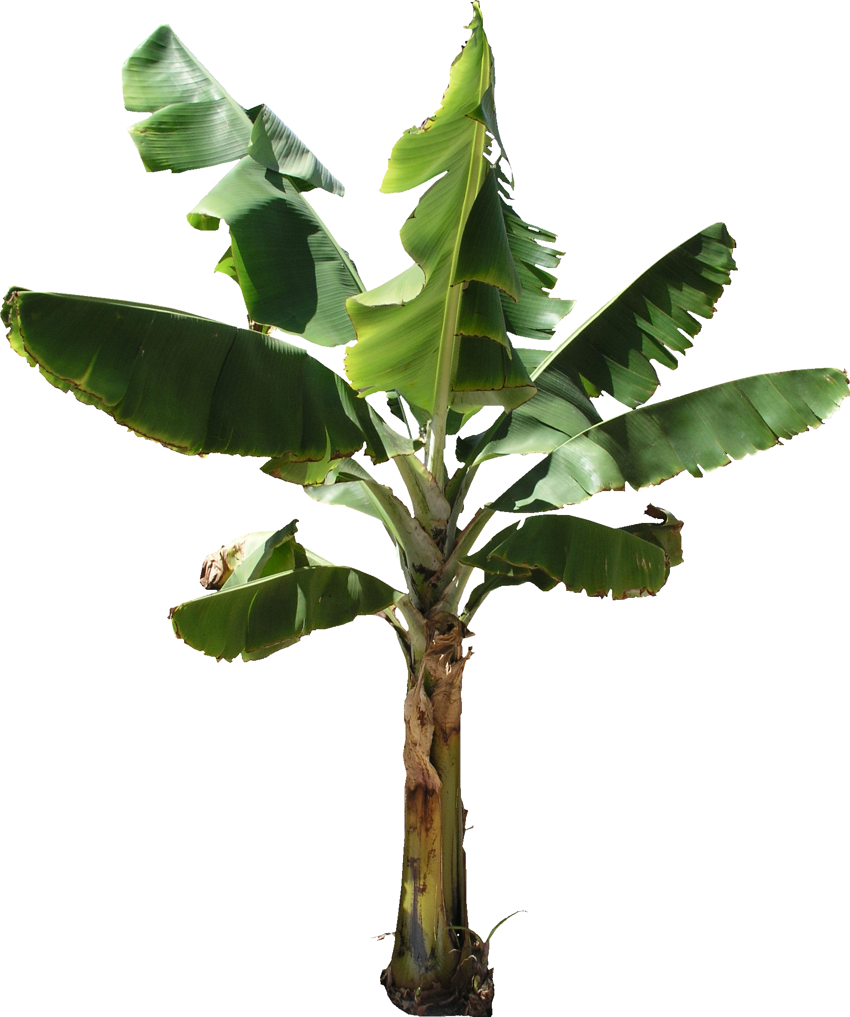 Banana Tree PNG Texture