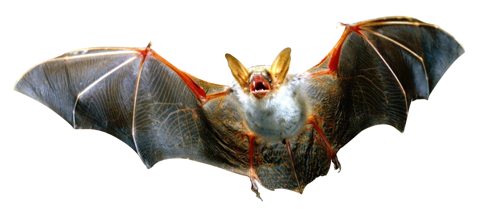 Bat PNG Transparent Image