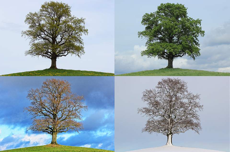 Alter Baum vier Jahreszeiten 