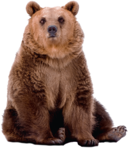 Bear PNG - 13182