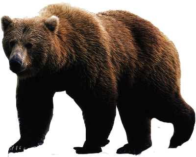 Bear PNG Transparent Image