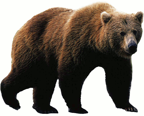 Bear PNG - 13180