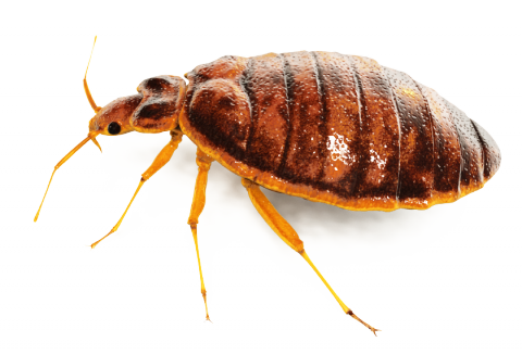 Bugs PNG - 1156