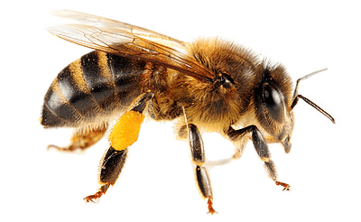 Bee Free PNG - 148096