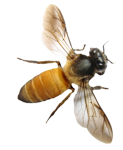 Bee PNG - 9124