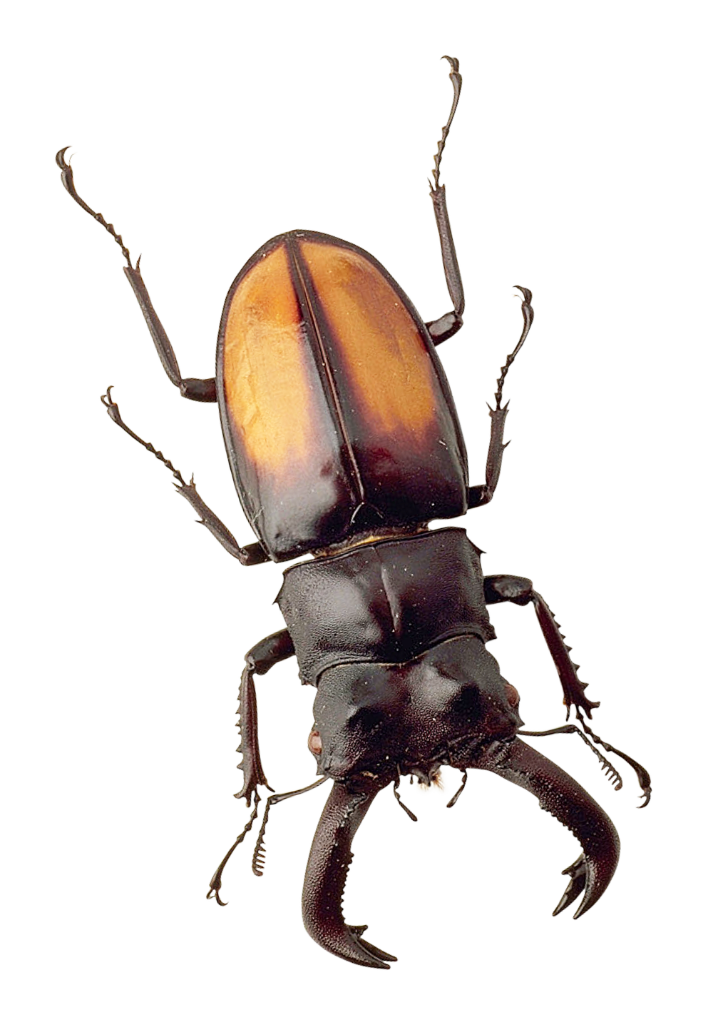 Similar Beetle PNG Image