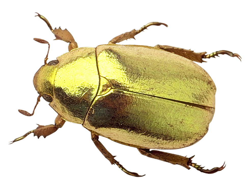 red insect bug PNG image