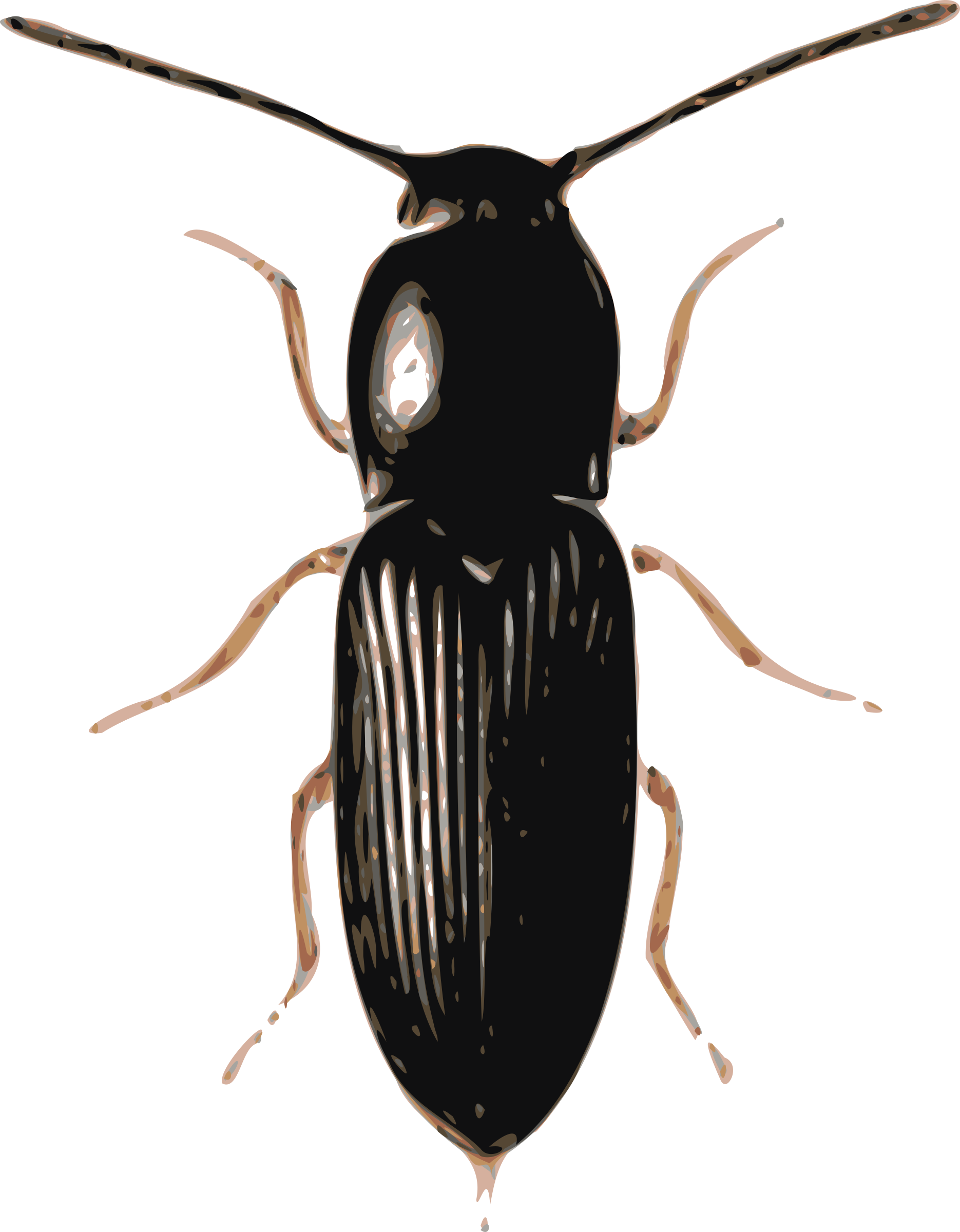 red insect bug PNG image