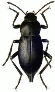 Beetle PNG - 8272