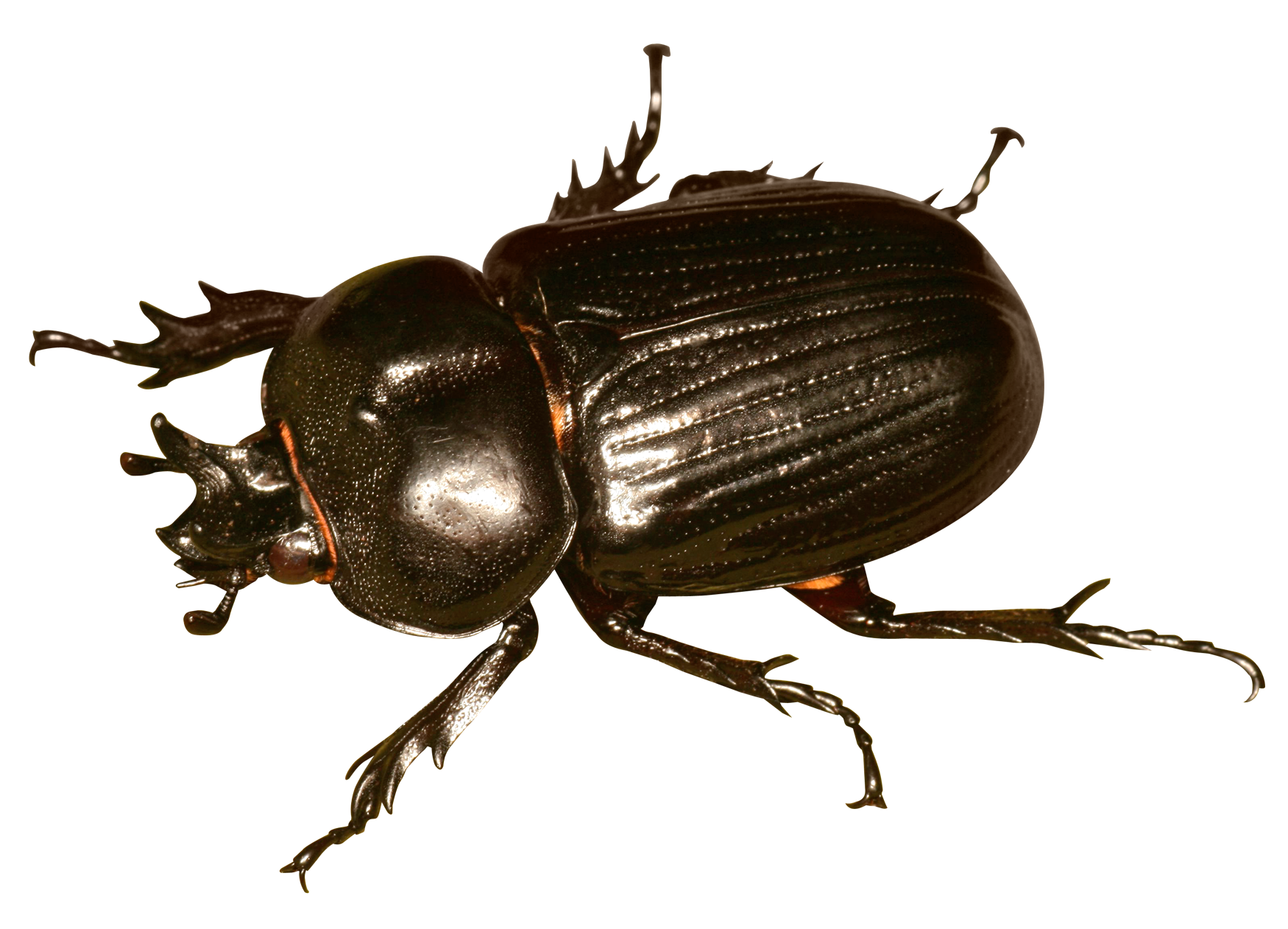 Insect PNG Transparent Image