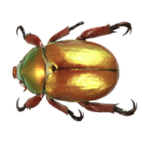 Beetle PNG - 8266