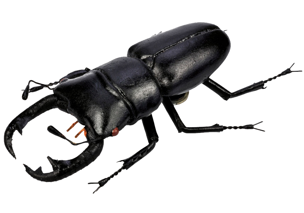 Beetle PNG - 8271