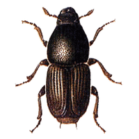 Beetle PNG - 8267