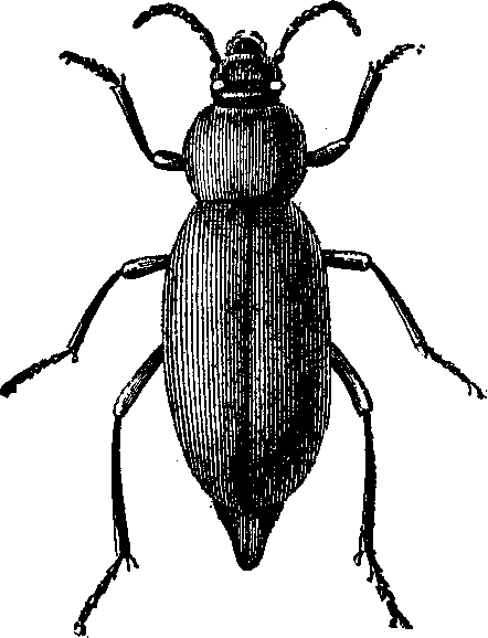 Beetle PNG - 8277