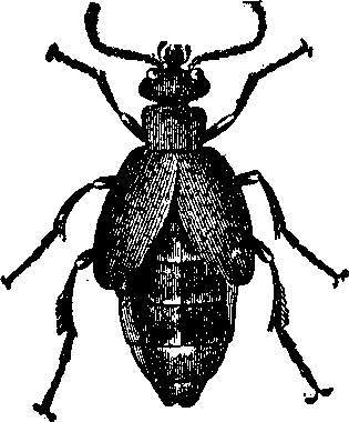 Beetle PNG - 8273