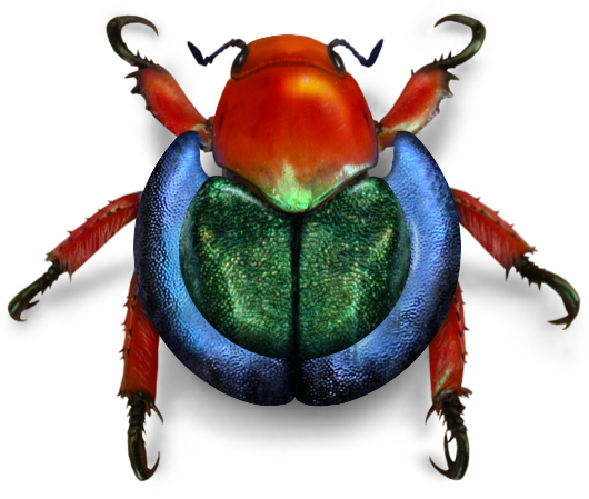 Beetle PNG - 8276