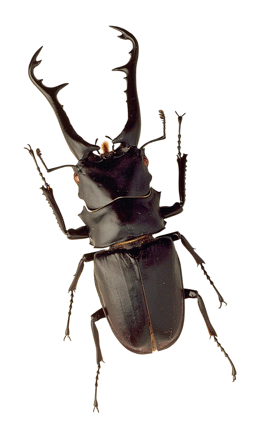 Beetle PNG - 8282