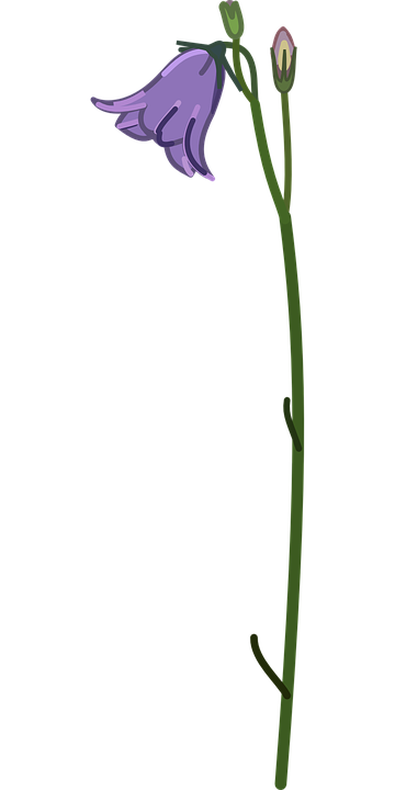 Campanula carpatica Tussock B