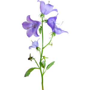 Chilean Bellflower Lapageria_