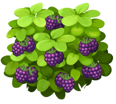 photo blackberry bush