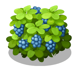 blueberry, Blueberry, Plant, 