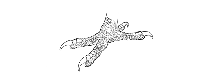 Bird Claw PNG - 149109