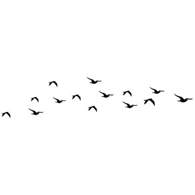 Flock Of Birds clipart transp