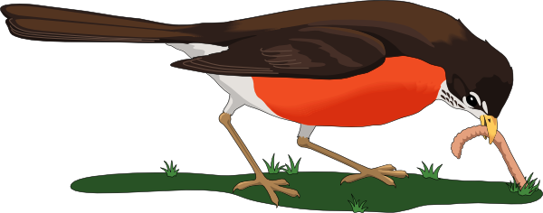 red robin bird animal robin w