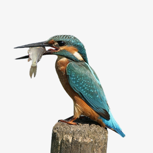 Common Kingfisher Bird Alcedo