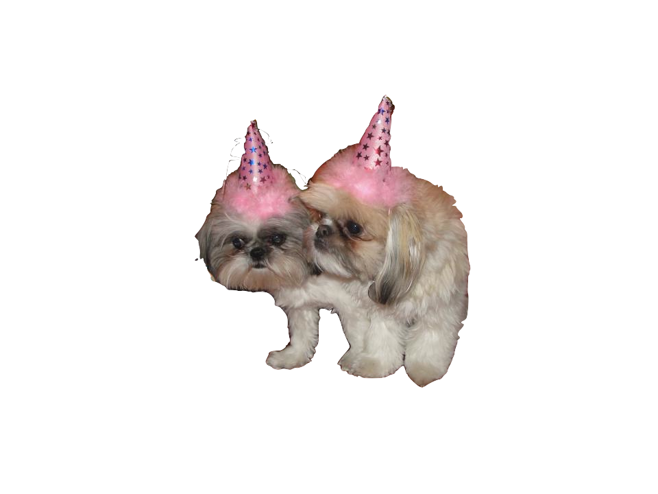 Birthday Dog PNG - 139412