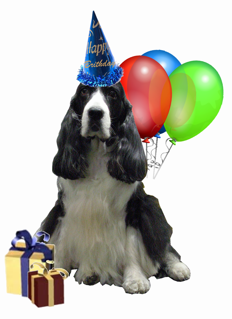 Birthday Dog PNG - 139414