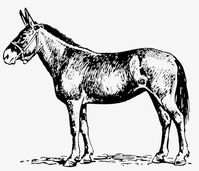 Donkey Outline In Black And W