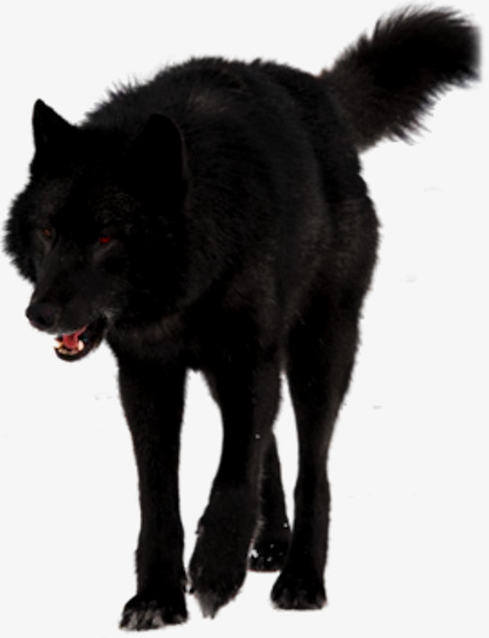 Black Wolf PNG