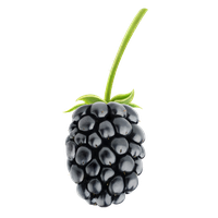 Blackberry Fruit Png Hd PNG I