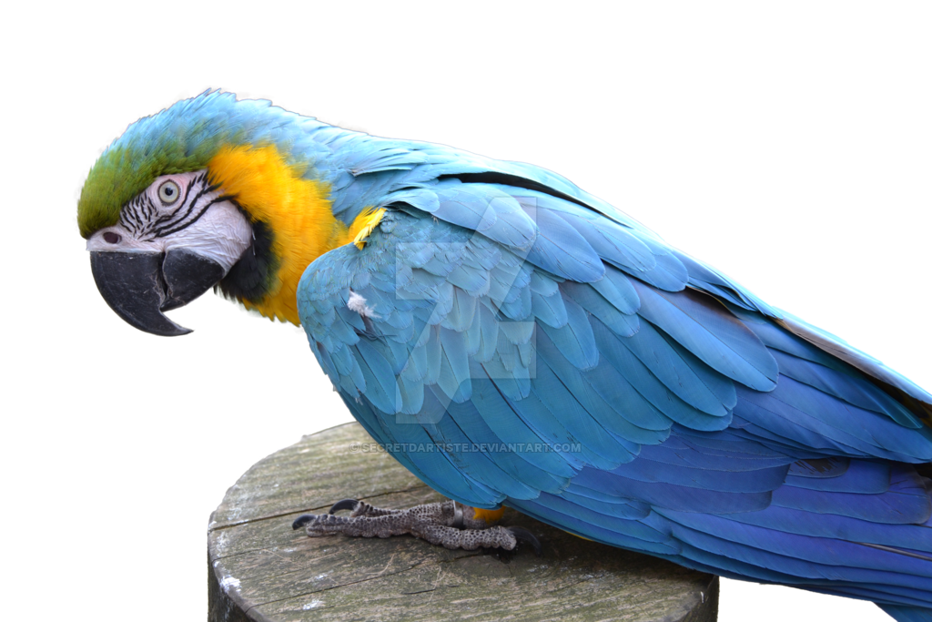 Macaw PNG - 5255