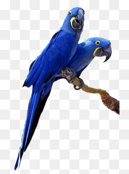 Macaw PNG - 5256