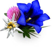 Blumen Bild PNG - 135952