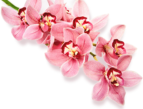 Blumen Bild PNG - 135947