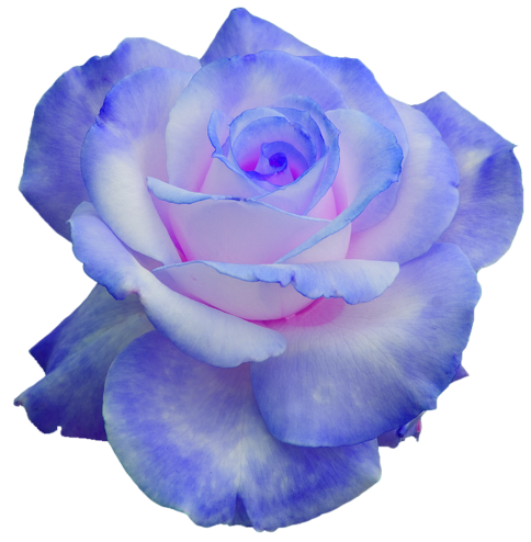 Blumenranke PNG Blau - 145301