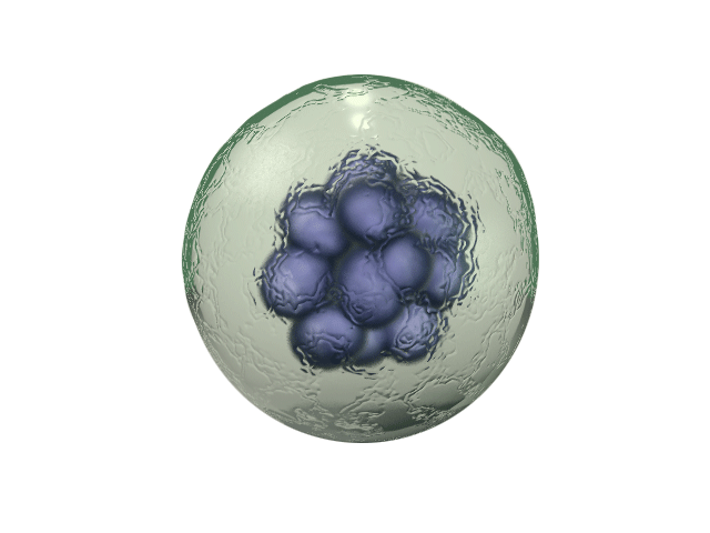 Body Cell PNG - 155963