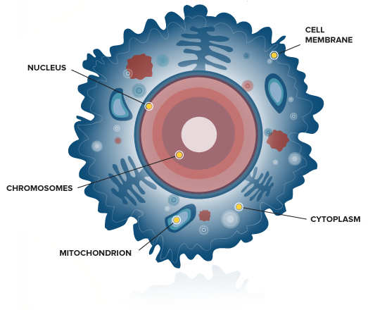 Body Cell PNG - 155967