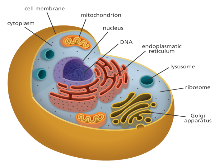 Body Cell PNG - 155974