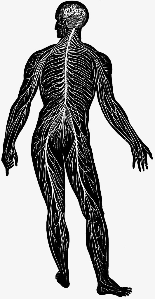 Body PNG Black And White - 157649