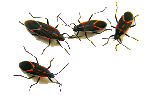 Bugs PNG - 1162